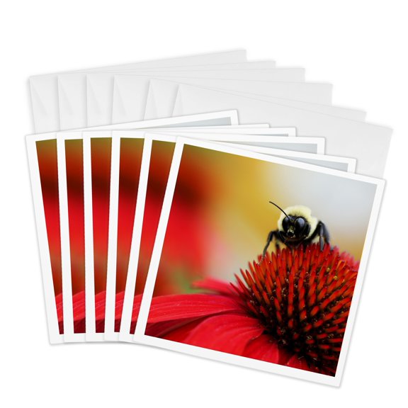 3drose, Macro Photograph of a Carpenter Bee Pollinating a Red Coneflower., 6 Greeting Cards with Envelopes