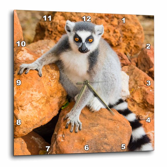 3drose, Madagascar, Berenty Reserve. Ring-tailed Lemur Sitting on Rocks., 15x15 Wall Clock