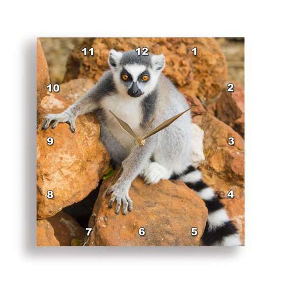 3drose, Madagascar, Berenty Reserve. Ring-tailed Lemur Sitting on Rocks., 15x15 Wall Clock