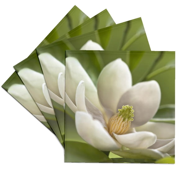 3drose, Magnolia Tree Flower Blossom - Na01 Aje0189 - Adam Jones, Set of 4 Ceramic Tile Coasters