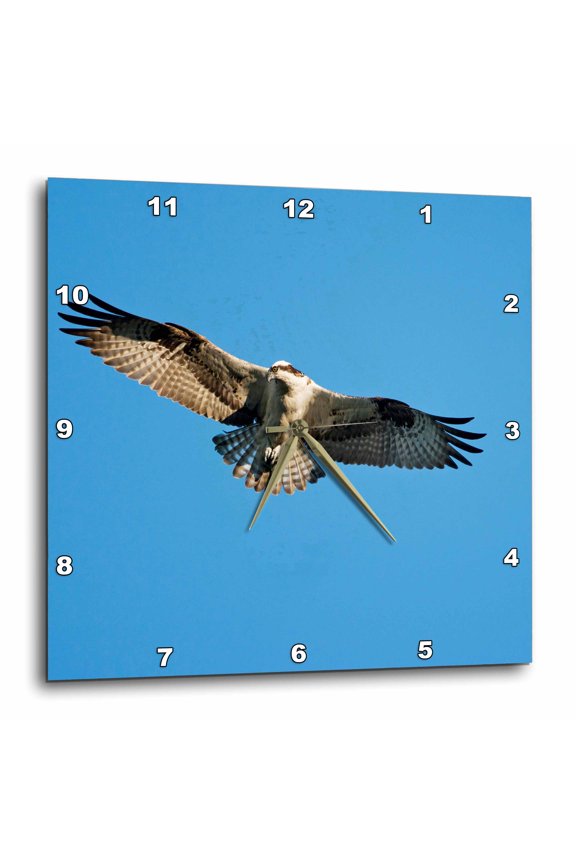 , Maine, Acadia Np, Peregrine Falcon Bird, Bar Harbor - Us20 Pso0003 - Paul Souders, 10x10 Wall Clock