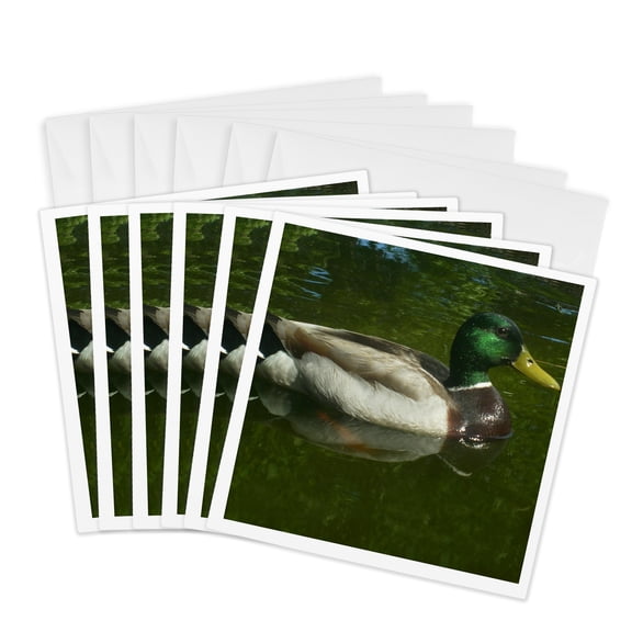 3drose, Mallard Duck Floating Gracefully, 6 Greeting Cards with Envelopes