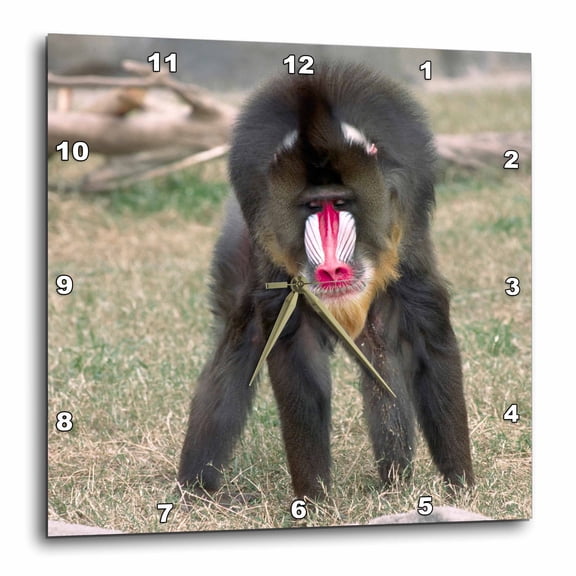 3drose, Mandrill at the Phoenix Zoo, Primate - Na02 Csl0216 - Charles Sleicher, 10x10 Wall Clock