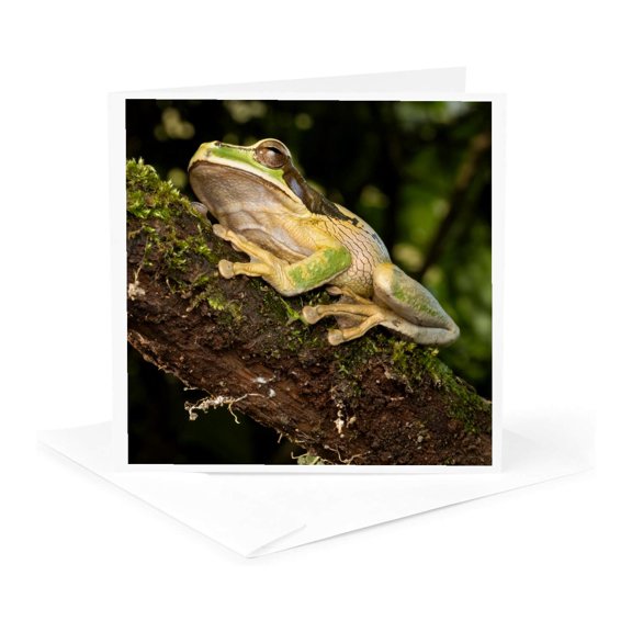 3drose, Masked Tree Frog, Costa Rica, Central America, 1 Greeting Card with Envelope