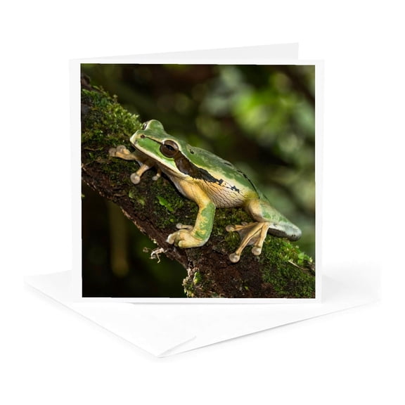 3drose, Masked Treefrog, Costa Rica, Central America, 1 Greeting Card with Envelope
