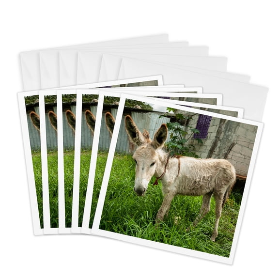 3drose, Mexico, Chiapas, Tuxtla Gutierrez. a Little Donkey Tied up in the Yard, 6 Greeting Cards with Envelopes