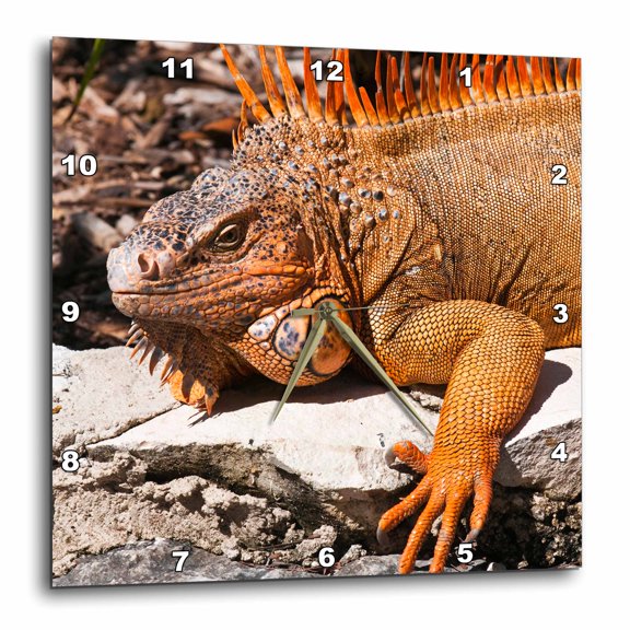 3drose, Mexico, Cozumel. Iguana Lizard, Isla De Cozumel - Sa13 Mde0095 - Michael Defreitas, 10x10 Wall Clock