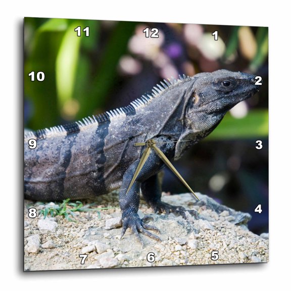 3drose, Mexico, Quintana Roo, Tulum, Black Iguana Lizard - Sa13 Jeg0742 - Julie Eggers, 10x10 Wall Clock