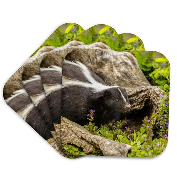 3drose, Minnesota, Pine County. Striped Skunk Adult in Log., Set of 4 Coasters - Soft
