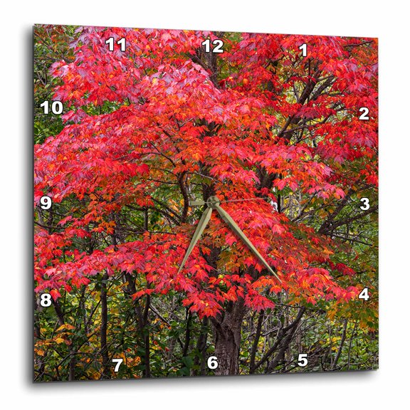 3drose, Minnesota, Superior National Forest. Fall Colors in Maple Tree., 15x15 Wall Clock
