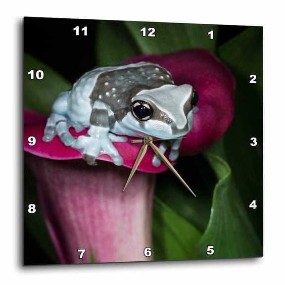 3drose, Mission Golden-eye Tree Frog, Amazon Milk Frog Portrait on Flower., 13x13 Wall Clock