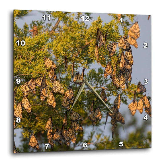 3drose, Monarch Butterflies in Eastern Red Cedar, Marion County, Illinois, 15x15 Wall Clock