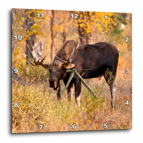 3drose, Moose Bull in Golden Willows., 10x10 Wall Clock