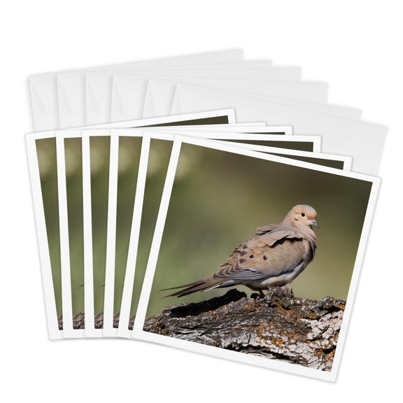 3drose, Mourning Dove, 6 Greeting Cards with Envelopes