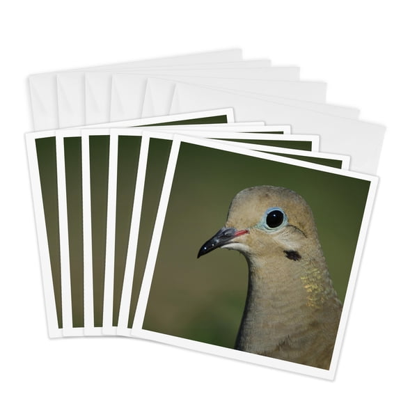 3drose, Mourning Dove, Bird, Rio Grande Valley, Texas - Na02 Rnu0194 - Rolf Nussbaumer, 6 Greeting Cards with Envelopes
