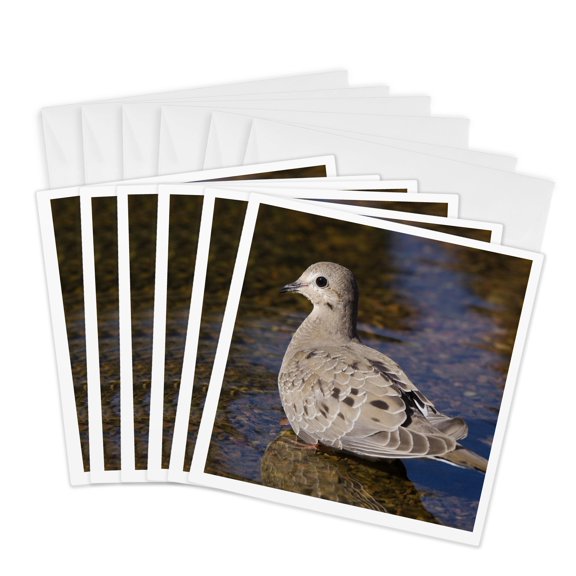 3drose, Mourning Dove, Bird, Rio Grande Valley, Texas - Na02 Rnu0195 - Rolf Nussbaumer, 6 Greeting Cards with Envelopes