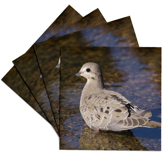 3drose, Mourning Dove, Bird, Rio Grande Valley, Texas - Na02 Rnu0195 - Rolf Nussbaumer, Set of 4 Ceramic Tile Coasters
