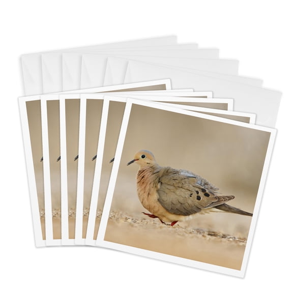 3drose, Mourning Dove Bird (zenaida Macroura) Walking - Us44 Ldi0987 - Larry Ditto, 6 Greeting Cards with Envelopes