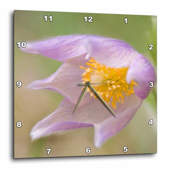 3drose, Mt, Pine Butte Guest Ranch. Pasque Flower - Us27 Bja0041 - Jaynes Gallery, 15x15 Wall Clock