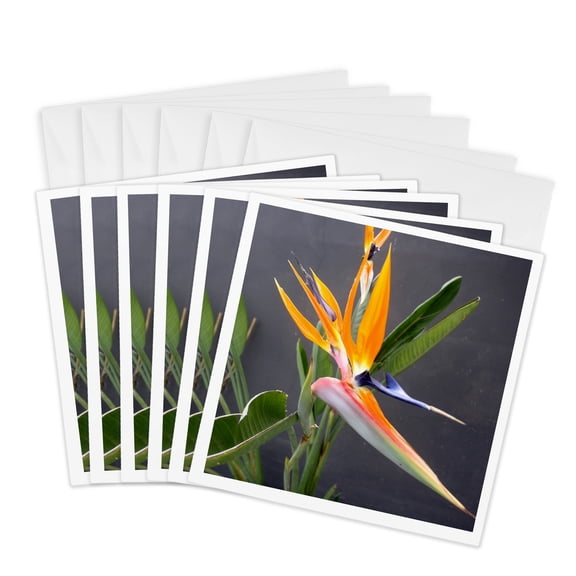 3drose, Multicolored Bird of Paradise Flower Photograph, 6 Greeting Cards with Envelopes