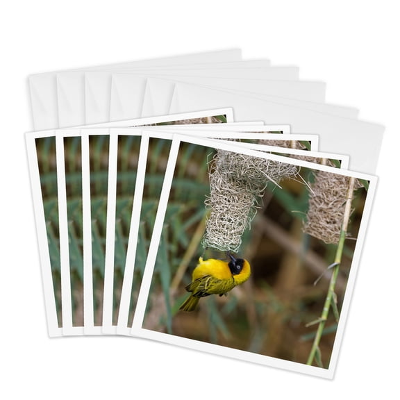 3drose, Namibia, Kaokoveld Conservation Area. Male Masked Weaver Building Nest, 6 Greeting Cards with Envelopes