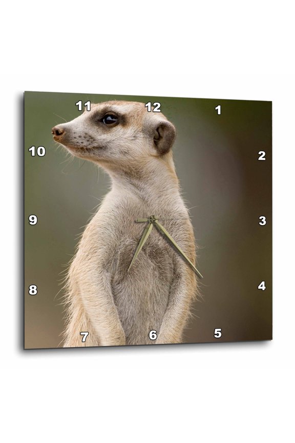 , Namibia, Keetmanshoop, Meerkat Burrow, Mongoose-af31 Pso0140 - Paul Souders, 15x15 Wall Clock