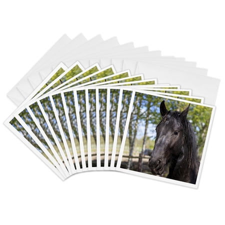 3drose, Netherlands, Friesland Arabian Horses Being Trained in Area., 12 Greeting Cards with Envelopes