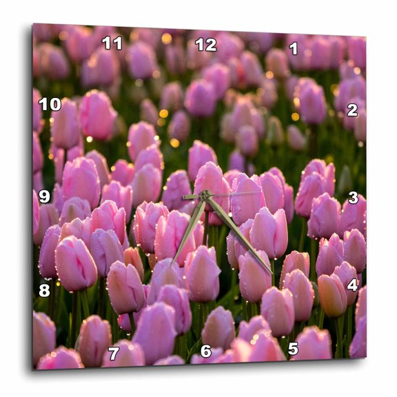 3drose, Netherlands, North Holland, Pink Tulip Field with Dew Drops, 15x15 Wall Clock