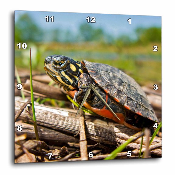 3drose, New Jersey, Bedminster, Eastern Painted Turtle - Us31 Jgl0036 - Jim Gilbert, 10x10 Wall Clock