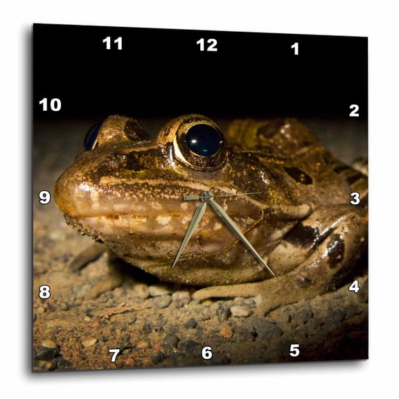 3drose, New Jersey, Great Swamp Nwr. Southern Leopard Frog - Us31 Jgl0034 - Jim Gilbert, 10x10 Wall Clock
