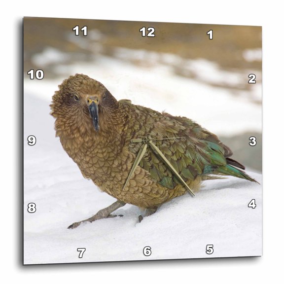 3drose, New Zealand, South Island, Arrowsmith, Kea Bird-au02 Fno0440 - Fredrik Norrsell, 10x10 Wall Clock