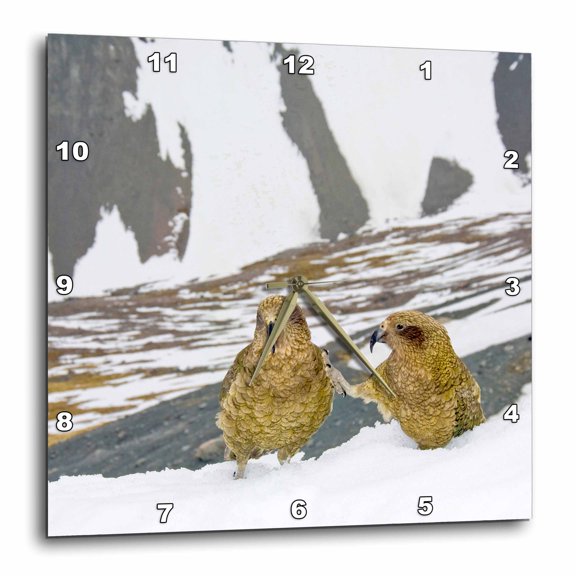 3drose, New Zealand, South Island, Arrowsmith, Kea Birds-au02 Fno0442 - Fredrik Norrsell, 15x15 Wall Clock