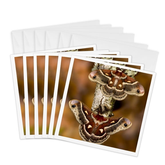 3drose, North American Silk Moth, Insects - Us48 Dgu0687 - Darrell Gulin, 6 Greeting Cards with Envelopes