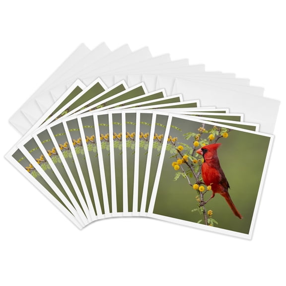 3drose, Northern Cardinal Perched., 12 Greeting Cards with Envelopes