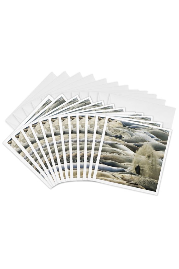, Northern Elephant Seals, San Simeon Sp, California - Us05 Pcl0027 - Paul Colangelo, 12 Greeting Cards with Envelopes