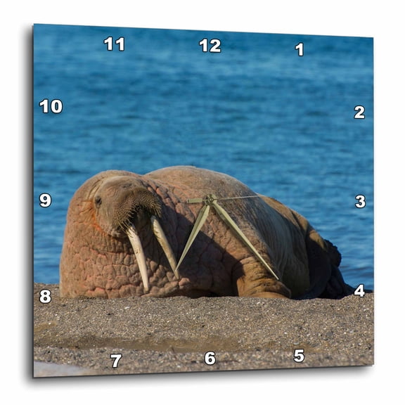 3drose, Norway. Svalbard. Atlantic Walrus Lazing on the Beach., 13x13 Wall Clock
