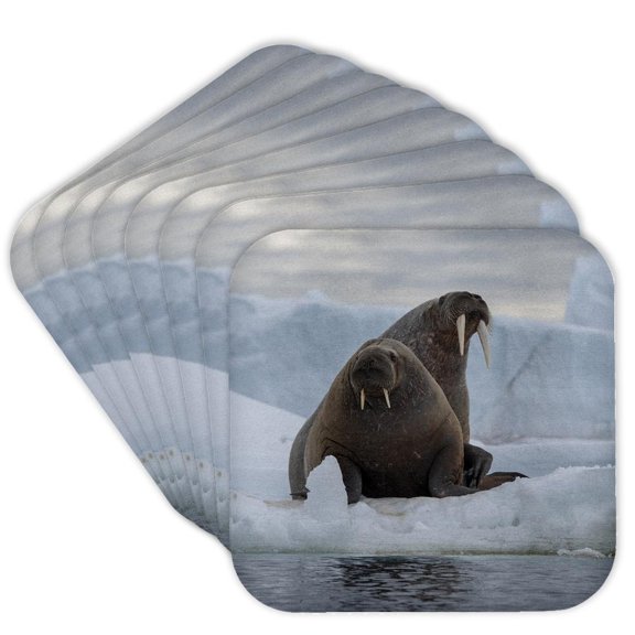 3drose, Norway, Svalbard, Nordaustlandet, Austfonna. Walrus on Ice, Set of 8 Coasters - Cork