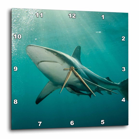 3drose, Oceanic Black-tip Shark and Remora, Kwazulu-natal, South Africa, 13x13 Wall Clock
