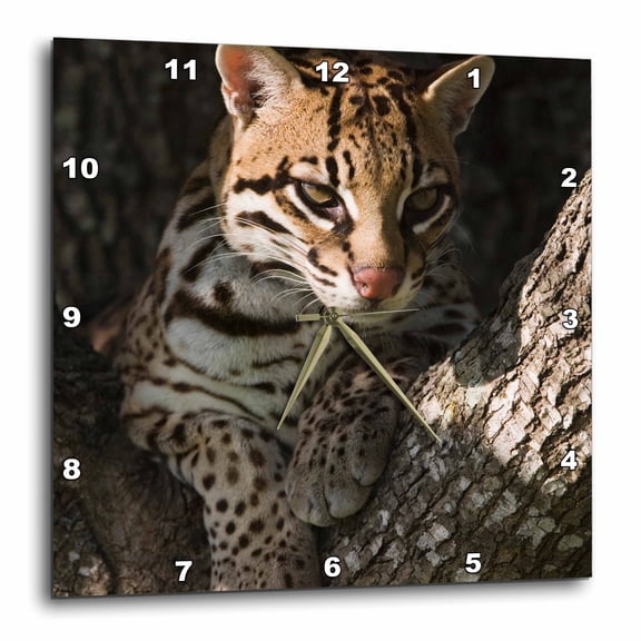 3drose, Ocelot, Mesquite Tree, Welder Wildlife Refuge, Tx - Na02 Rnu0718 - Rolf Nussbaumer, 10x10 Wall Clock