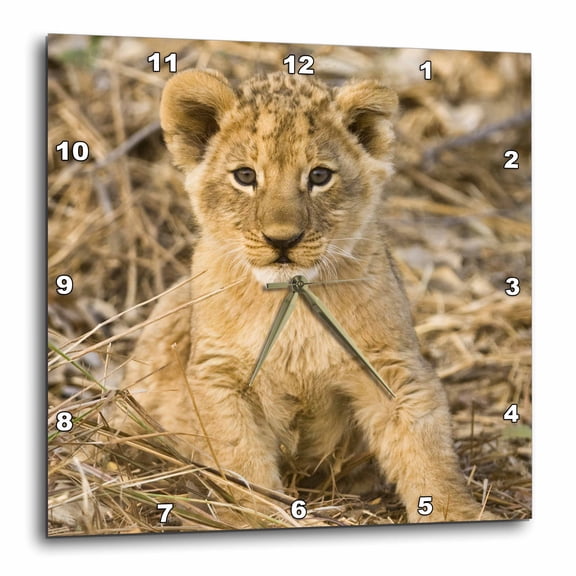 3drose, Okavango Delta, Botswana. Close-up of Lion Sitting., 10x10 Wall Clock
