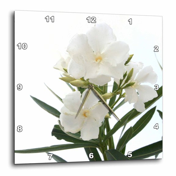 3drose, Oleander White - White, Flower, Tree, Oleander, Blossom, Tropical Plant, Buds, 15x15 Wall Clock