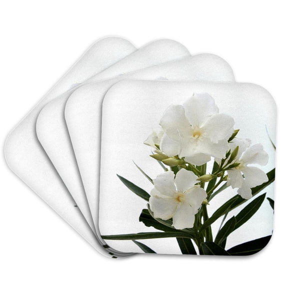 3drose, Oleander White - White, Flower, Tree, Oleander, Blossom, Tropical Plant, Buds, Set of 4 Coasters - Soft