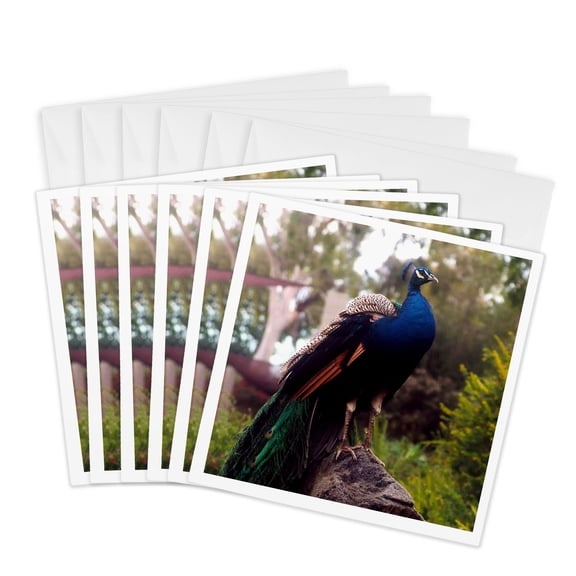 3drose, One Peacock Posing Majestically on a Rock for Me One Misty Morning, 6 Greeting Cards with Envelopes