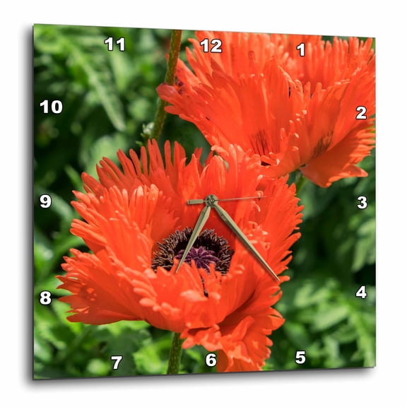 3drose, Orange Oriental Poppies, Usa, 15x15 Wall Clock