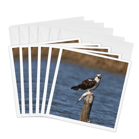 3drose, Osprey Bird (pandion Haliaetus) with Fish, Texas, Usa - Us44 Ldi0507 - Larry Ditto, 6 Greeting Cards with Envelopes