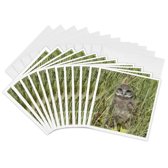 3drose, Owl Stares, 12 Greeting Cards with Envelopes