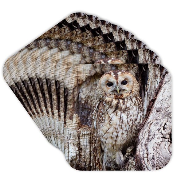 3drose, Owl. Wild Life., Set of 8 Coasters - Cork