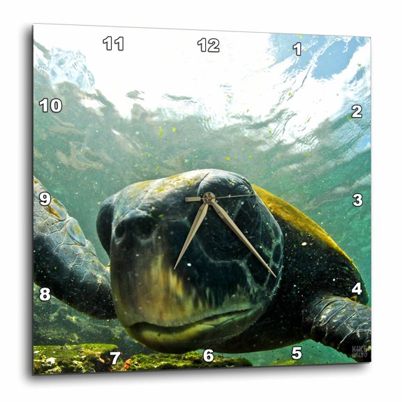 3drose, Pacific Green or Black Sea Turtle Feeding on Algae Punta Cormorant Floreana Island Galapagos, 13x13 Wall Clock
