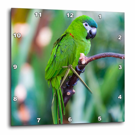 3drose, Parrot at Bloedel Conservatory, Vancouver, British Columbia, 10x10 Wall Clock