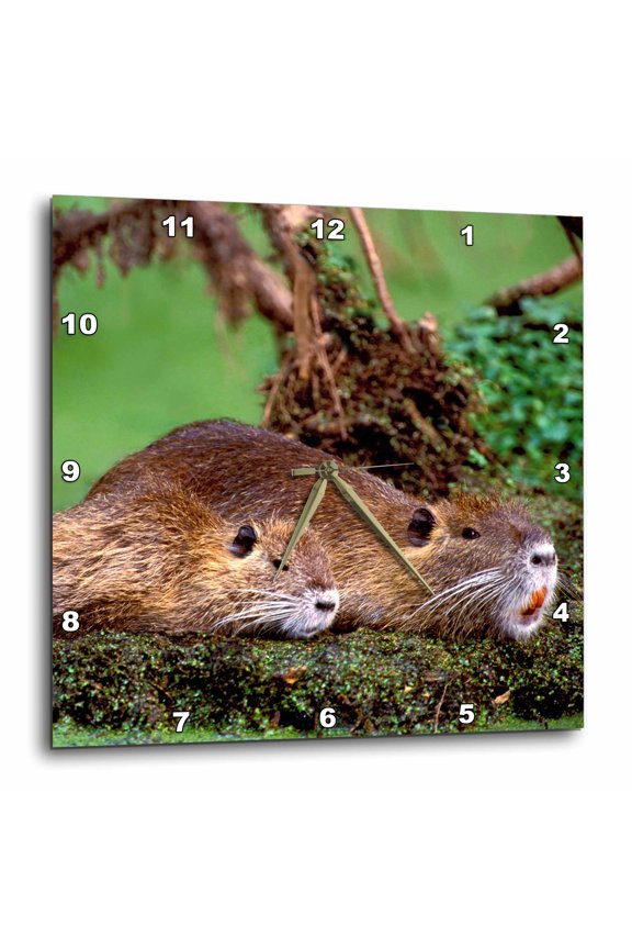 , Paul Rainey Wildlife Sanctuary, Nutria Wildlife - Us19 Bja0004 - Jaynes Gallery, 15x15 Wall Clock